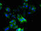 Ornithine Decarboxylase 1 antibody, LS-B10657, Lifespan Biosciences, Immunofluorescence image 