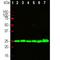 Ubiquitin C-Terminal Hydrolase L1 antibody, NB110-58869, Novus Biologicals, Western Blot image 