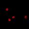 Transcription Factor 4 antibody, abx141590, Abbexa, Western Blot image 