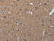 Casein Kinase 1 Alpha 1 antibody, CSB-PA276669, Cusabio, Immunohistochemistry paraffin image 