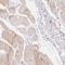 DENN Domain Containing 2C antibody, NBP2-49159, Novus Biologicals, Immunohistochemistry frozen image 