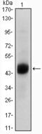 Forkhead Box A2 antibody, M01032-1, Boster Biological Technology, Western Blot image 