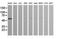 Zinc Finger And SCAN Domain Containing 21 antibody, NBP2-45443, Novus Biologicals, Western Blot image 