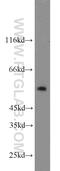 Inosine Monophosphate Dehydrogenase 1 antibody, 22092-1-AP, Proteintech Group, Western Blot image 