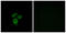 Atypical Chemokine Receptor 1 (Duffy Blood Group) antibody, abx015232, Abbexa, Immunocytochemistry image 