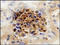 TIMP Metallopeptidase Inhibitor 2 antibody, 250884, Abbiotec, Immunohistochemistry frozen image 