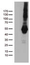 Programmed Cell Death 2 Like antibody, TA812457, Origene, Western Blot image 