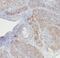 RBM8A antibody, FNab07184, FineTest, Immunohistochemistry frozen image 
