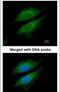 Dipeptidyl Peptidase 8 antibody, PA5-22195, Invitrogen Antibodies, Immunofluorescence image 