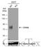 PVR Cell Adhesion Molecule antibody, GTX129578, GeneTex, Western Blot image 