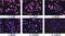 Lamin A/C antibody, GTX00774, GeneTex, Immunocytochemistry image 