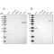 Formin-binding protein 1 antibody, NBP2-48556, Novus Biologicals, Western Blot image 