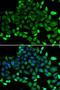 COMM domain-containing protein 1 antibody, orb373551, Biorbyt, Immunofluorescence image 