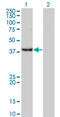 Uroporphyrinogen Decarboxylase antibody, LS-C198414, Lifespan Biosciences, Western Blot image 