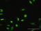 Myeloid Zinc Finger 1 antibody, LS-C198468, Lifespan Biosciences, Immunofluorescence image 
