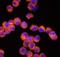 NLR Family Pyrin Domain Containing 3 antibody, FNab10120, FineTest, Immunofluorescence image 