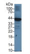 CD79a antibody, LS-C692359, Lifespan Biosciences, Western Blot image 