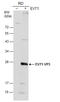 Enterovirus antibody, GTX132341, GeneTex, Western Blot image 