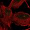 Tetratricopeptide Repeat Domain 21A antibody, NBP2-34008, Novus Biologicals, Immunocytochemistry image 