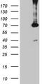 Phosphoglucomutase 2 Like 1 antibody, M12656-1, Boster Biological Technology, Western Blot image 