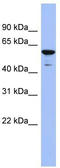 Zinc Finger Protein 391 antibody, TA339666, Origene, Western Blot image 