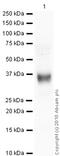 Chymase 1 antibody, ab2377, Abcam, Western Blot image 