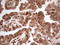 Mechanistic Target Of Rapamycin Kinase antibody, LS-C798298, Lifespan Biosciences, Immunohistochemistry paraffin image 