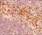Synoviolin 1 antibody, NB100-2526, Novus Biologicals, Immunohistochemistry paraffin image 