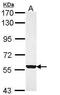 Flavin Containing Dimethylaniline Monoxygenase 3 antibody, PA5-29807, Invitrogen Antibodies, Western Blot image 