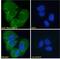 Neuroligin 1 antibody, 45-957, ProSci, Enzyme Linked Immunosorbent Assay image 