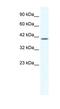 Potassium channel subfamily K member 13 antibody, NBP1-80083, Novus Biologicals, Western Blot image 