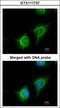 Adenylate kinase 2, mitochondrial antibody, GTX111737, GeneTex, Immunocytochemistry image 