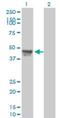 Regulator Of Chromosome Condensation 1 antibody, orb95029, Biorbyt, Western Blot image 