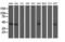 NGG1 Interacting Factor 3 Like 1 antibody, LS-C173364, Lifespan Biosciences, Western Blot image 