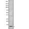 S100 Calcium Binding Protein A13 antibody, abx218414, Abbexa, Western Blot image 