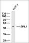 Bactericidal/permeability-increasing protein-like 1 antibody, orb2141, Biorbyt, Western Blot image 