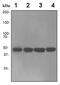 Enolase 2 antibody, ab79757, Abcam, Western Blot image 