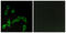 Adrenoceptor Alpha 2A antibody, abx015216, Abbexa, Immunofluorescence image 