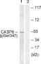 Caspase 8 antibody, LS-C198730, Lifespan Biosciences, Western Blot image 