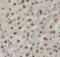 RuvB Like AAA ATPase 1 antibody, FNab07537, FineTest, Immunohistochemistry frozen image 