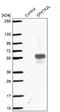 Spermatogenesis Associated 2 Like antibody, NBP2-48765, Novus Biologicals, Western Blot image 