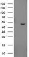 Indoleamine 2,3-Dioxygenase 2 antibody, MA5-25165, Invitrogen Antibodies, Western Blot image 