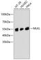 Mixed Lineage Kinase Domain Like Pseudokinase antibody, 14-026, ProSci, Western Blot image 