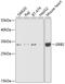 Growth Factor Receptor Bound Protein 2 antibody, A5689, ABclonal Technology, Western Blot image 