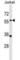Pannexin 1 antibody, abx029290, Abbexa, Western Blot image 