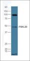 F-Box And Leucine Rich Repeat Protein 20 antibody, orb2743, Biorbyt, Western Blot image 