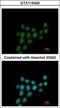 Progesterone-induced-blocking factor 1 antibody, GTX115424, GeneTex, Immunocytochemistry image 