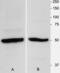 Tubulin Beta 3 Class III antibody, TUJ, Aves Labs, Western Blot image 