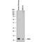 Trefoil Factor 3 antibody, AF4407, R&D Systems, Western Blot image 