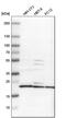 Mitochondrial Ribosomal Protein L40 antibody, PA5-52265, Invitrogen Antibodies, Western Blot image 
